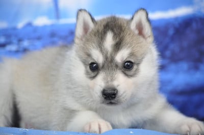 Les chiots de Siberian Husky