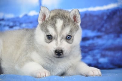 Les chiots de Siberian Husky