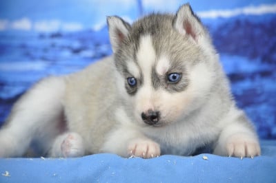 Les chiots de Siberian Husky