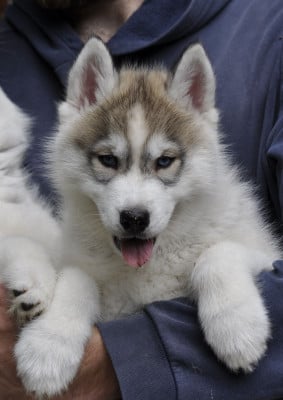 Les chiots de Siberian Husky