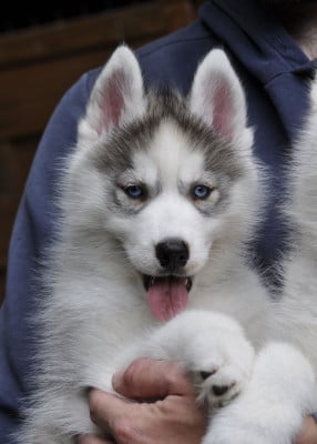 Les chiots de Siberian Husky