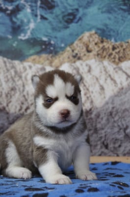Les chiots de Siberian Husky