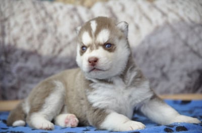 Les chiots de Siberian Husky
