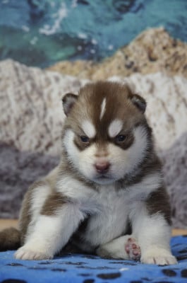 Les chiots de Siberian Husky