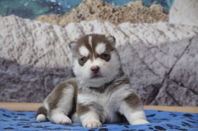 Les chiots de Siberian Husky