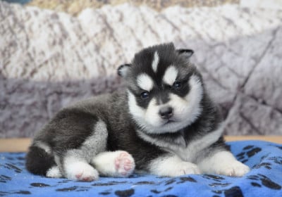 Les chiots de Siberian Husky