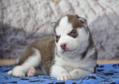 Les chiots de Siberian Husky