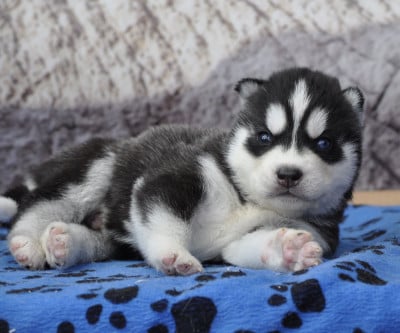 Les chiots de Siberian Husky