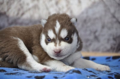 Les chiots de Siberian Husky