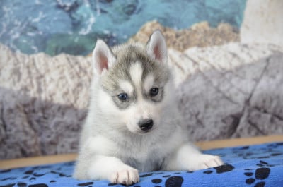 Les chiots de Siberian Husky