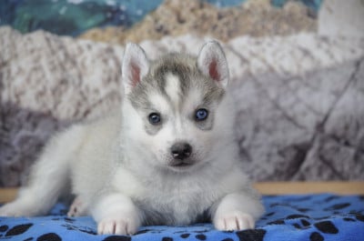 Les chiots de Siberian Husky