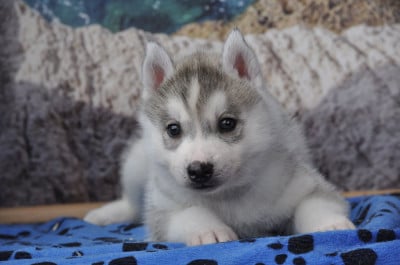 Les chiots de Siberian Husky