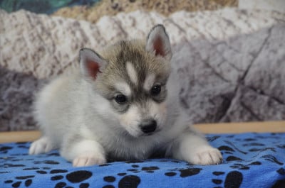 Les chiots de Siberian Husky