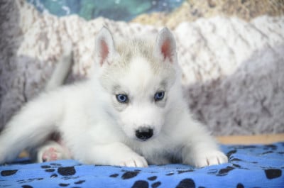 Les chiots de Siberian Husky