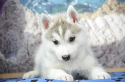 Les chiots de Siberian Husky