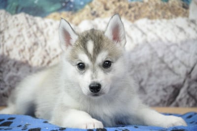 Les chiots de Siberian Husky