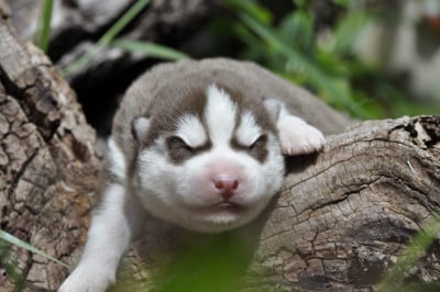 Les chiots de Siberian Husky