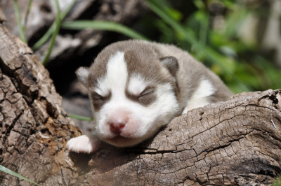 Les chiots de Siberian Husky