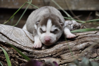 Les chiots de Siberian Husky
