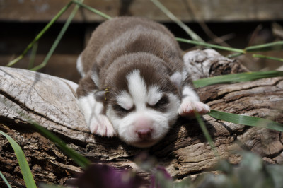 Les chiots de Siberian Husky