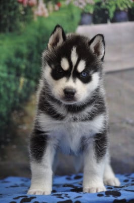Les chiots de Siberian Husky
