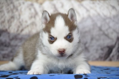 Les chiots de Siberian Husky
