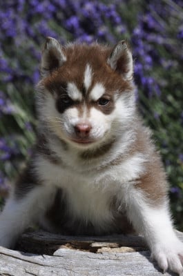 Les chiots de Siberian Husky