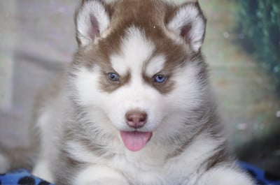 Les chiots de Siberian Husky