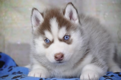 Les chiots de Siberian Husky