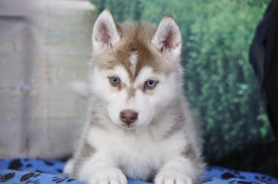 Les chiots de Siberian Husky