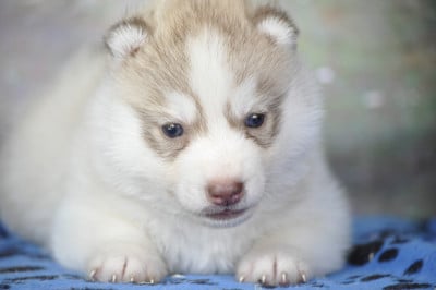 Chiot N°5 - Siberian Husky
