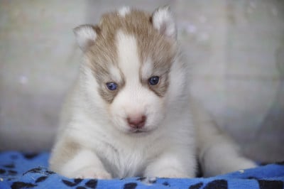 Les chiots de Siberian Husky
