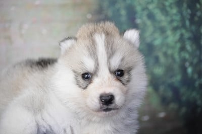 Les chiots de Siberian Husky