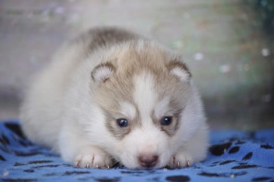 Les chiots de Siberian Husky