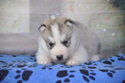 Les chiots de Siberian Husky