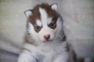Les chiots de Siberian Husky