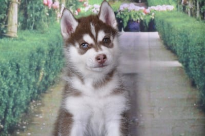 Les chiots de Siberian Husky