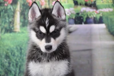 Les chiots de Siberian Husky