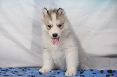 Chiot N°3 - Siberian Husky