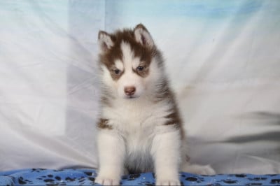 Chiot N°5 - Siberian Husky