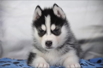 Chiot N°7 - Siberian Husky