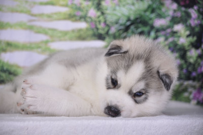 Les chiots de Siberian Husky