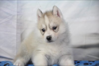 Les chiots de Siberian Husky