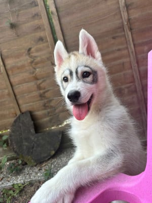 Les chiots de Siberian Husky