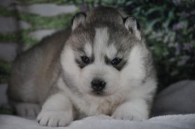Les chiots de Siberian Husky