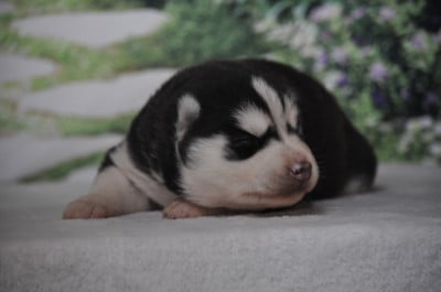 Les chiots de Siberian Husky