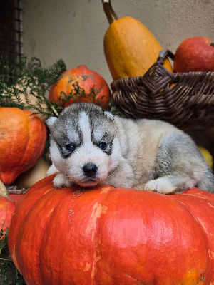 Les chiots de Siberian Husky