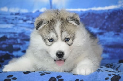Les chiots de Siberian Husky