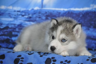 Les chiots de Siberian Husky