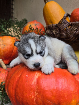 Les chiots de Siberian Husky